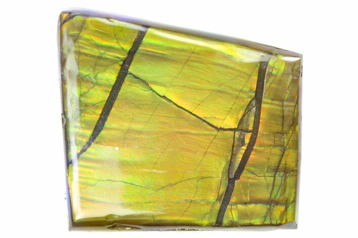 Iridescent Ammolite (Fossil Ammonite Shell) - Alberta #357497